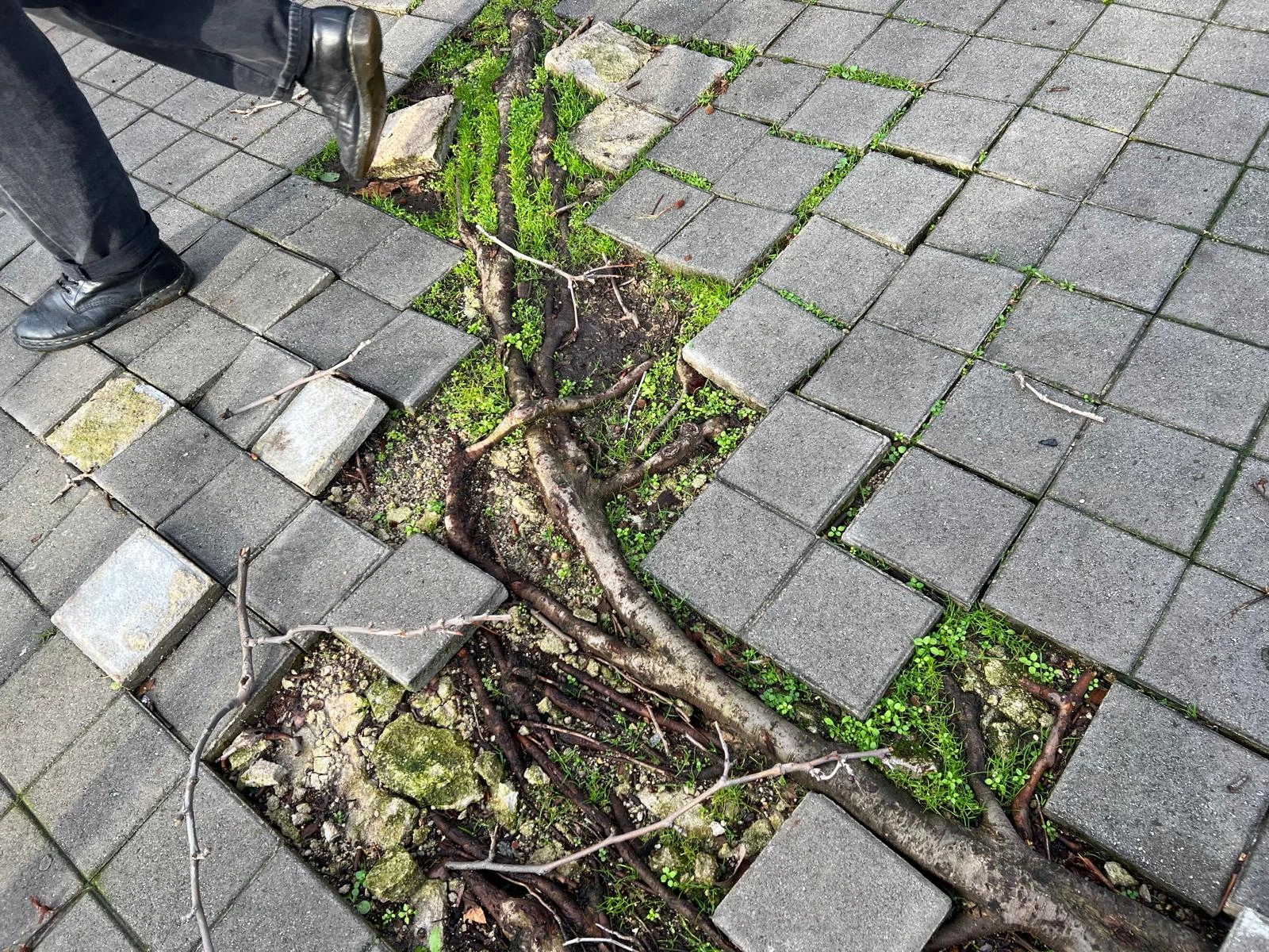 En la imagen una raíz rompe el suelo